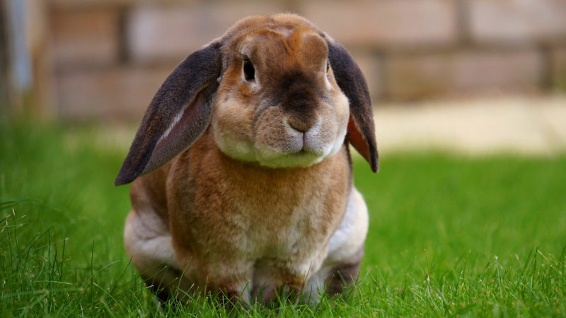 ivet rabbit